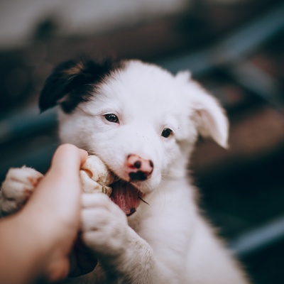 un chiot bearded collie qui mord le doigt de quelqu'un