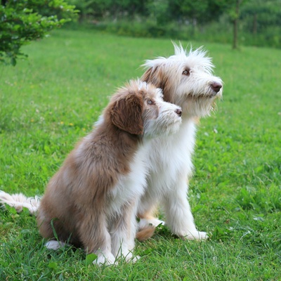 deux bearded collie se calinant, assis dans l'herbe