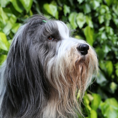 un spitz nain joyeux tirant la langue