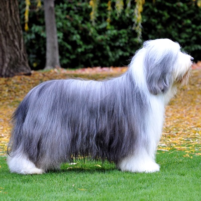 un Bearded Collie de profil