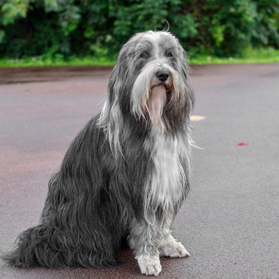 un Bearded Collie assis sur la route