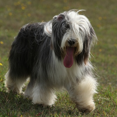 un Bearded Collie  qui marche dans l'herbe