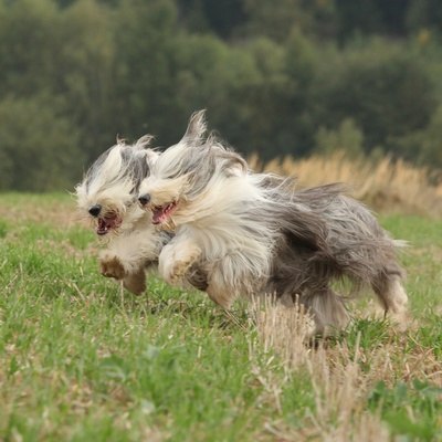 deux bearded collie qui courent ensemble