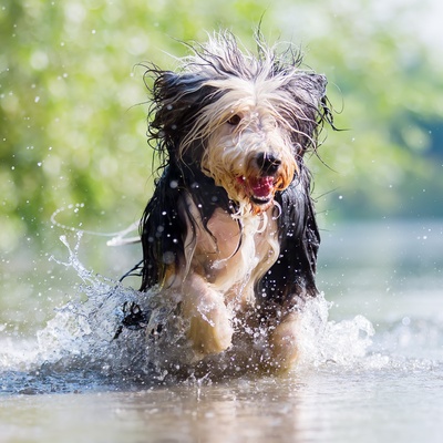 un bearded collie qui joue dans l'eau
