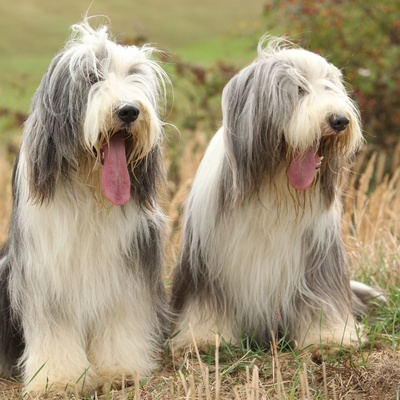 deux bearded colli côte à côte tirant la langue