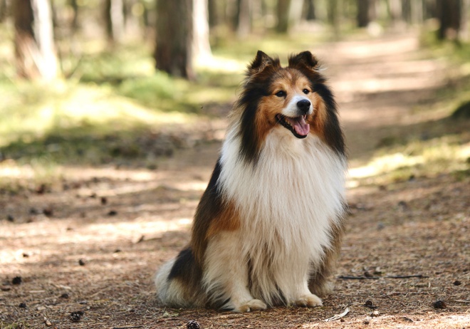 Un beau Berger des Shetland assis