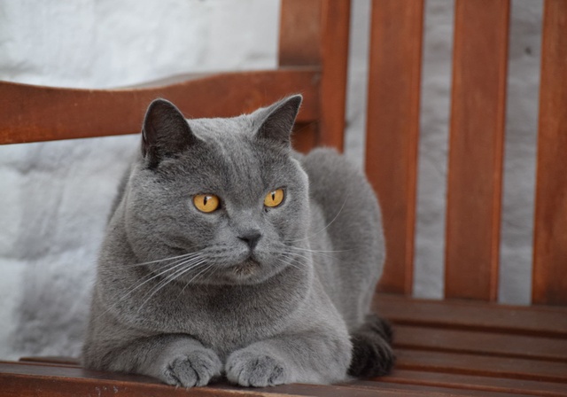 Un beau chartreux gris assis