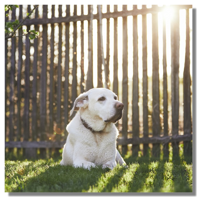 Un beau chien dans son jardin