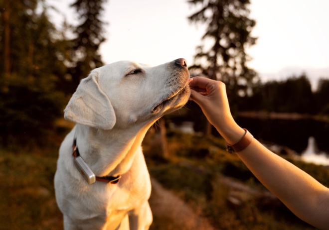 beau labrador blanc et son collier weenect