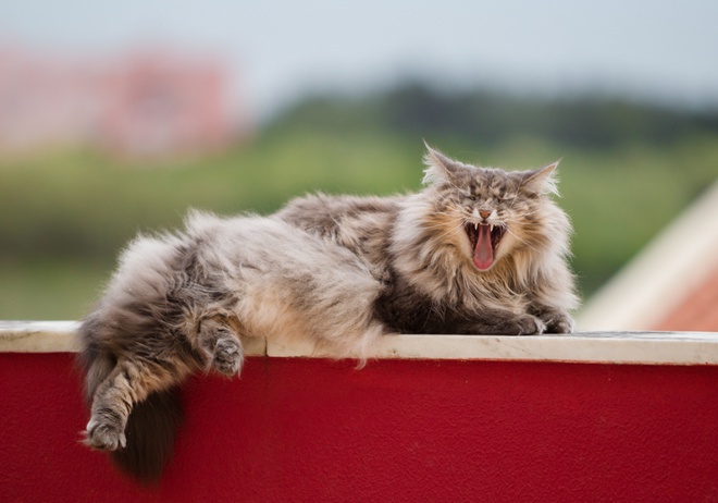 Un beau Norvégien qui baille sur un mur
