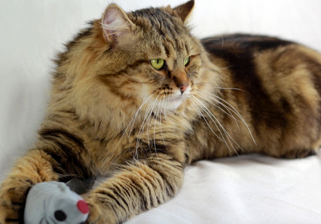 Un beau Sibérien couché et son jeu