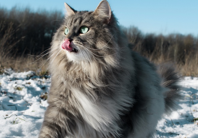 Un beau Sibérien dans la neige