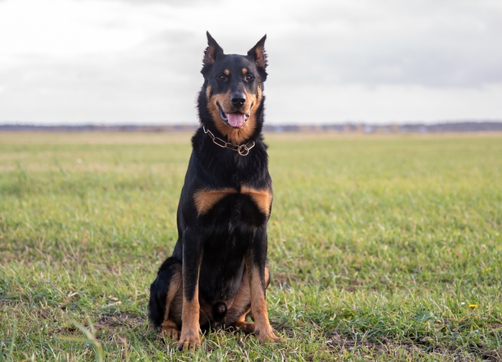 a beauceron on the grass