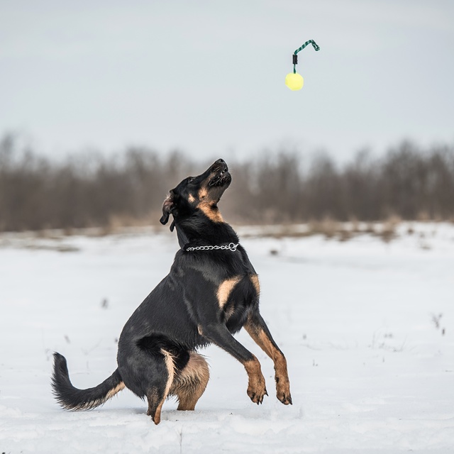 a beauceron who catches a ball thrown in the air