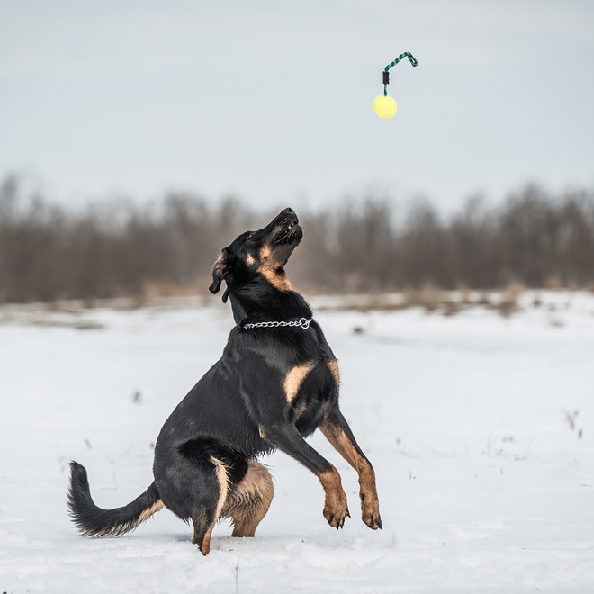 a beauceron who catches a ball thrown in the air