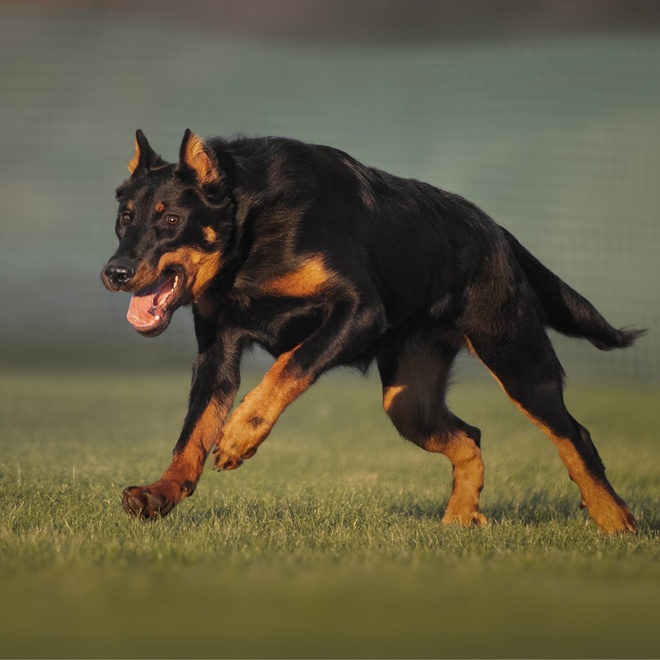 a beauceron running on the grass