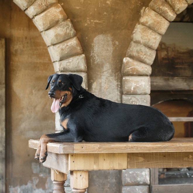 a beauceron sitting on a table