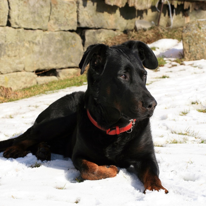a beauceron sitting on the snow