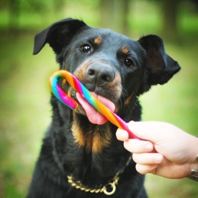 a beauceron licks a candy that someone hands him