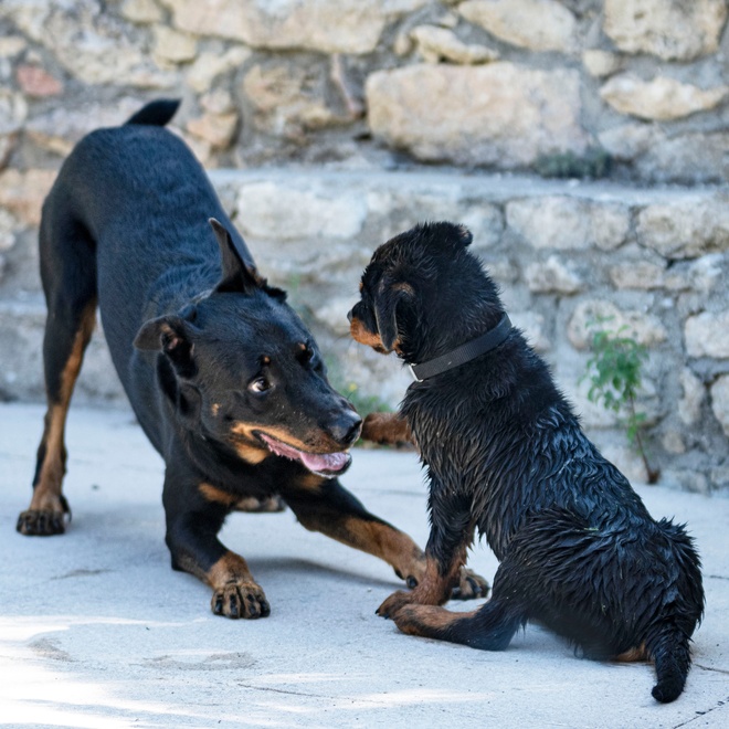 a beauceron playing with his little one