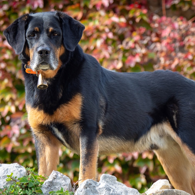 a beauceron standing up straight