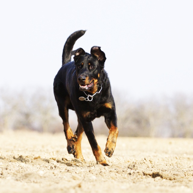 a running beauceron