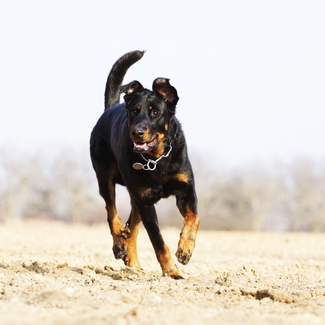 a running beauceron