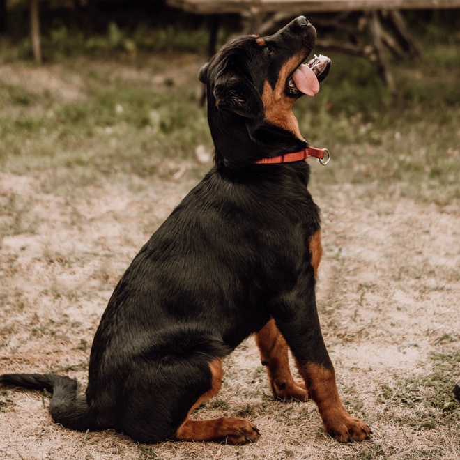 a beauceron sitting