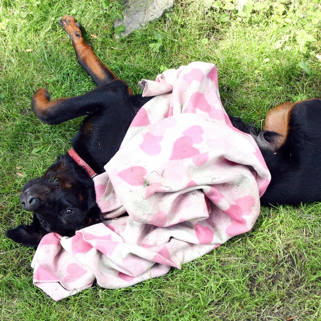 a beauceron lying on the grass with a towel on him