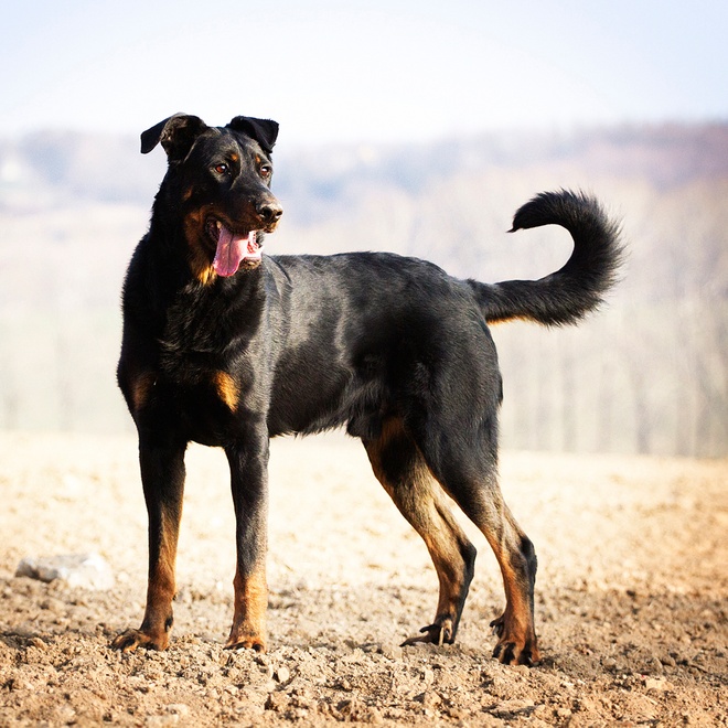 a beauceron who is standing up straight