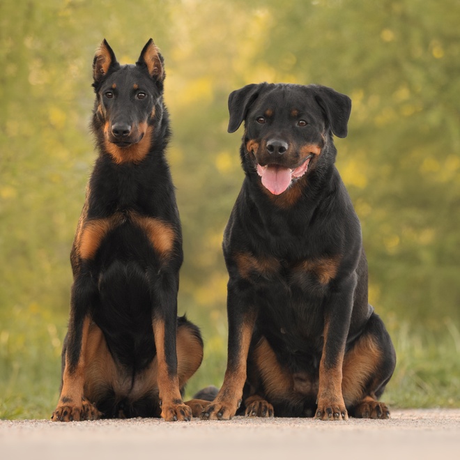 two beaucerons sitting quietly side by side