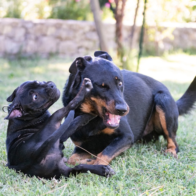 a beauceron playing with his little one