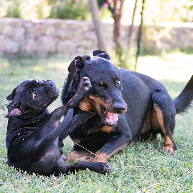 a beauceron playing with his little one