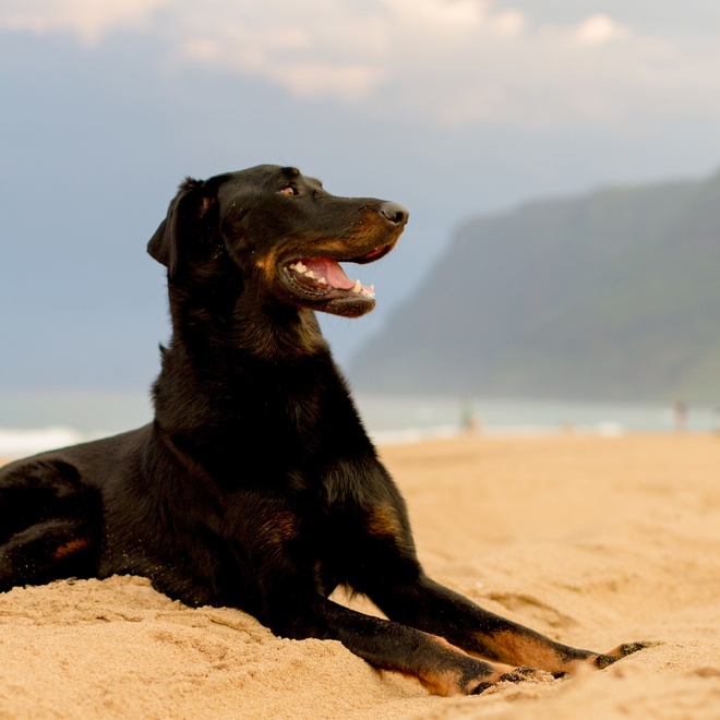 a beauceron sitting on the sand