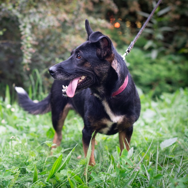 a beauceron walks with his/her owner