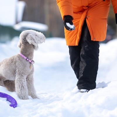 un bedlington terrier qui joue avec quelqu'un