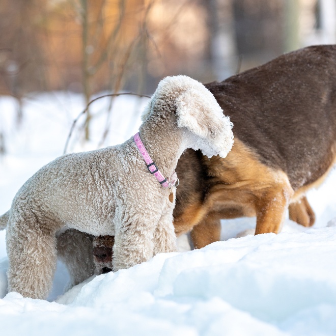 a bedlington terrier playing with another dog