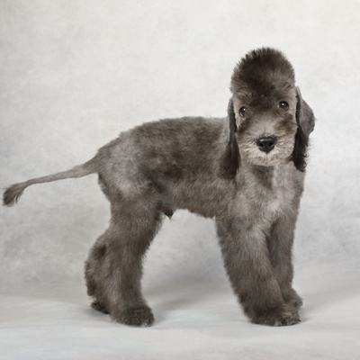 un bedlington terrier debout