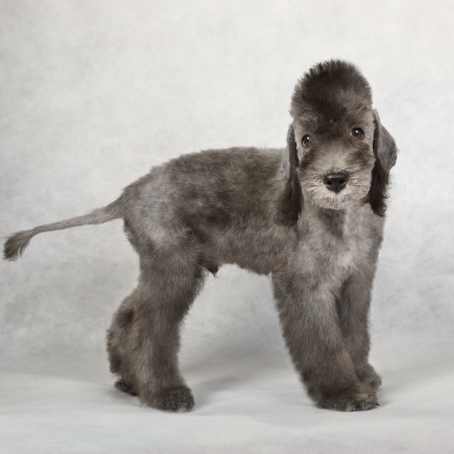a bedlington terrier standing