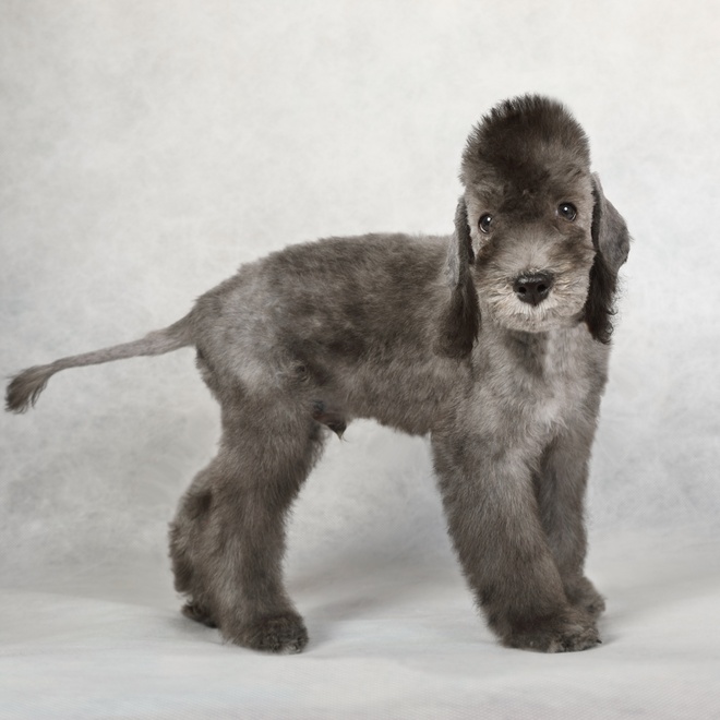 a bedlington terrier standing