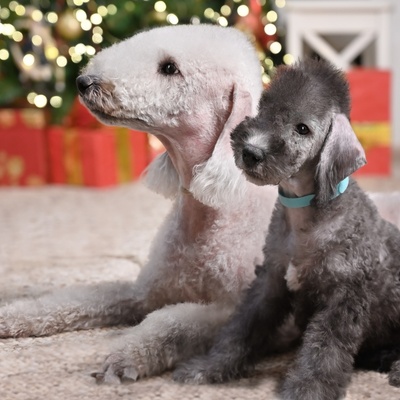 un bedlington terrier a côté d'un autre bedlington