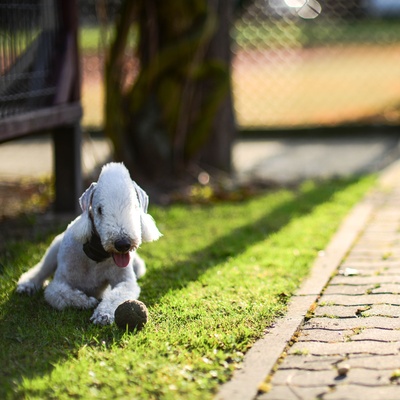 un bedlington terrier sur l'herbe jouant avec une balle