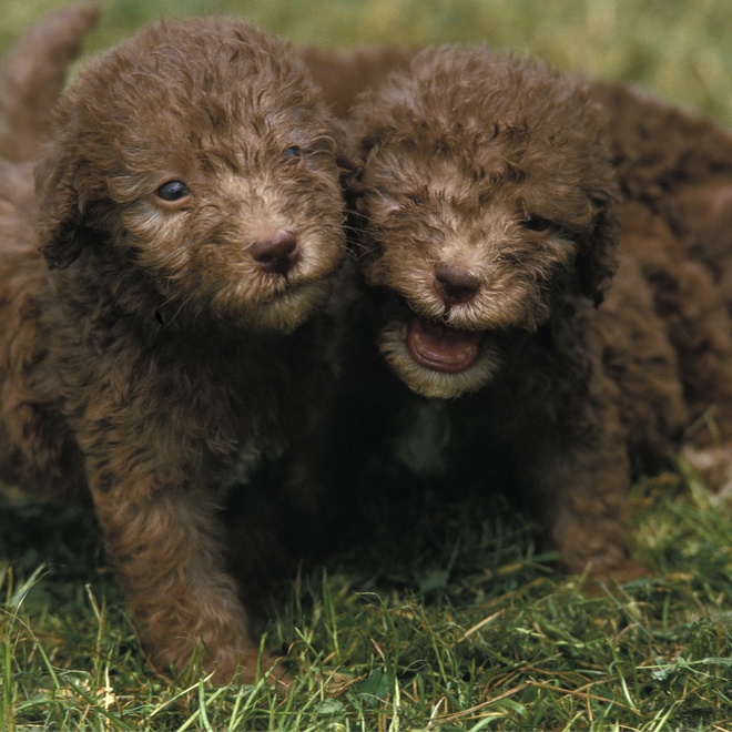 two puppy bedlington terriers together on the grass