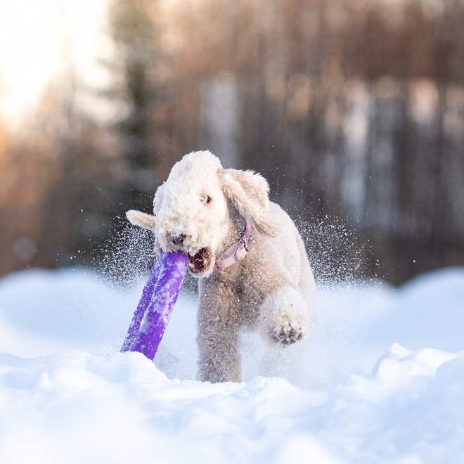 a bedlington terrier playing with a frisbee