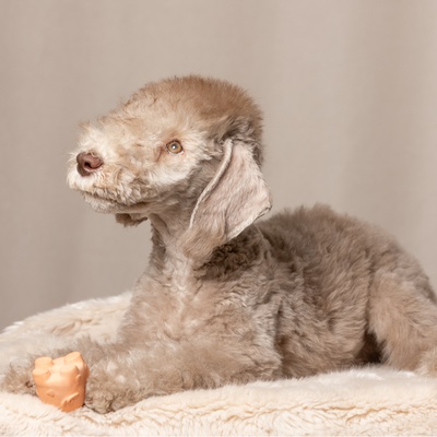 a bedlington terrier sitting