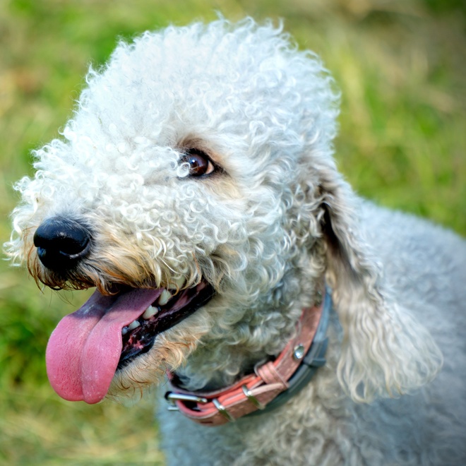 a bedlington sticking out his tongue