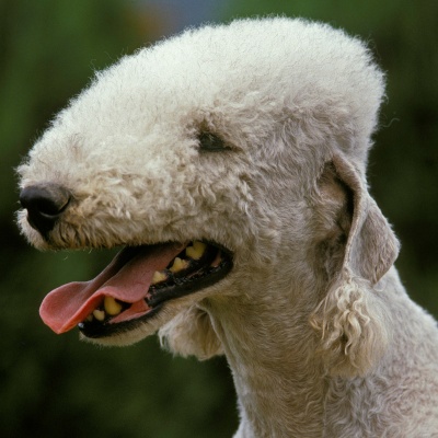 portrait d'un bedlington terrier qui tire la langue