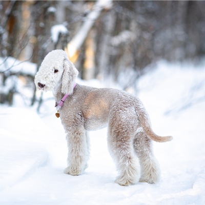 un bedlington terrier dans la neige