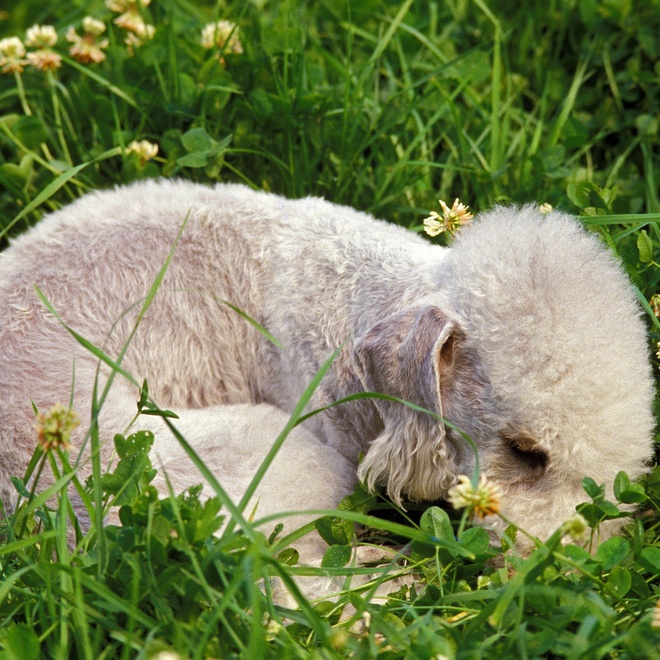 a bedlington terrier with its head in the grass