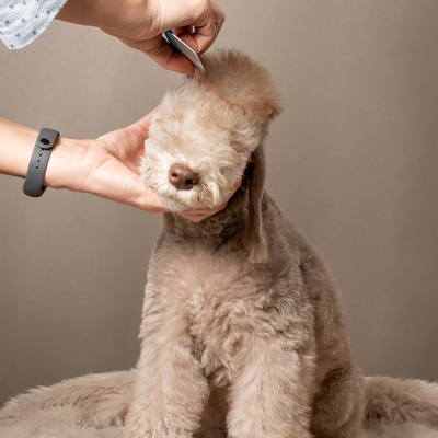 un bedlington terrier se faisant brosser le poil